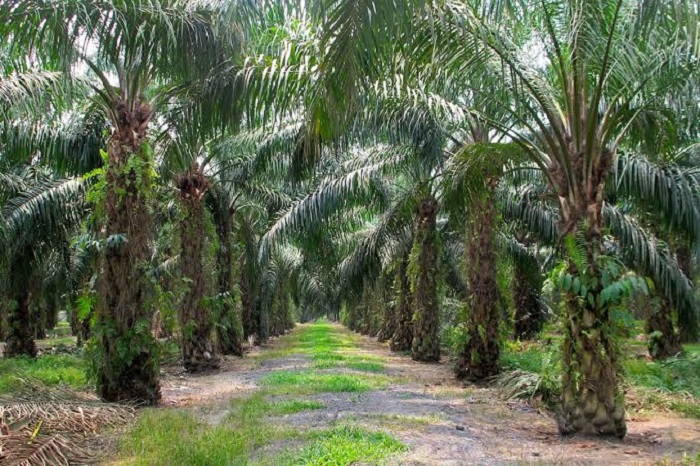 NPPAN: Allowing Foreign Investors in our Primary Oil Palm Production will enslave Nigerians