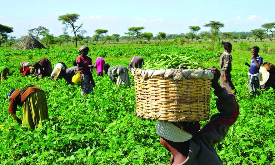 Food Security: Rethinking Agriculture Budget